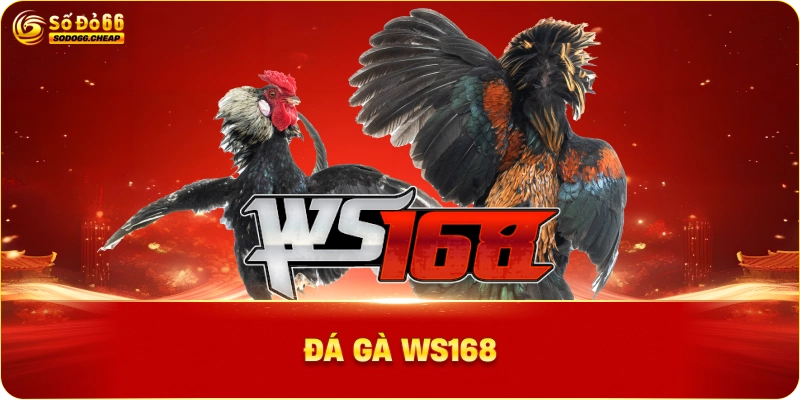 ĐÁ GÀ WS168 Tại SODO6